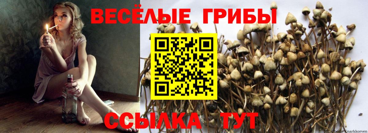 Галлюциногенные грибы мицелий  Псилоцибиновые грибы мицелий  Клинцы  Вход с VPN 